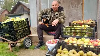 We stocked up on our own vitamins for the winter. We planted a new strawberry field with new vari...
