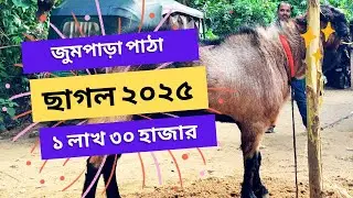 জুমপাড়া পাঠা ছাগল ২০২৫ কালেকশন । আসলে কি এখান থেকে ছাগল কিনা সম্ভব🙄??? #ছাগল #chagol #sagol #bakra