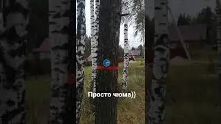 Просто чюма