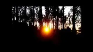 Forest Sunset
