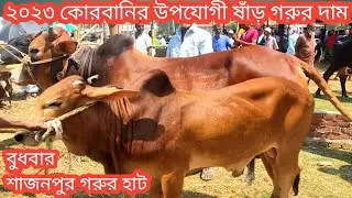 @3/5/বুধবার/ছোট,বড়,মাঝারি 2023 কোরবানি উপযোগী ষাঁড় গরুর দাম/প্রচুর আমদানি বিক্রি কম/cow market 2023