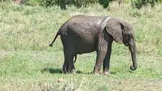 Self-Driving Safari at Kruger National Park (What to Know)