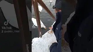 Лебединое озеро.