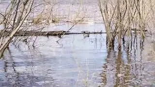 Сев Двина 03 05 24 Вода прибывает небольшая прогулка на берег