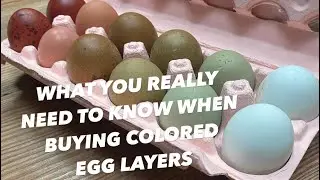OLIVE/EASTER/MOSS/SAGE EGGERS WHAT IT ALL MEANS