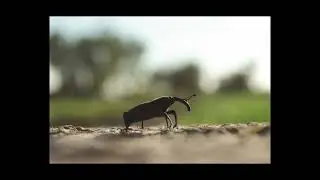 Ejemplos: Fotografía Macro