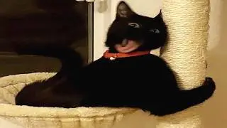 Unexpected Cats That Will Make Your Day Better