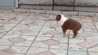 Аусси щенки 2 месяца.