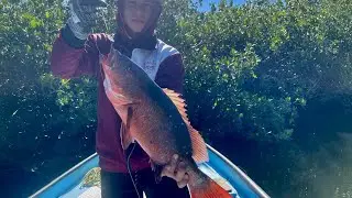 I took my son fishing and he had excellent catches: a 3 kilo snapper with a line in hand