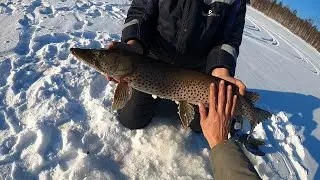 Зачетная зимняя рыбалка на Зейском водохранилище 2022