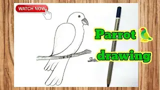 How To draw a parrot 🦜in Easy Way !! 💯 | Simple pencil drawing 📝
