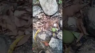 kawatan ug mangga hahaha