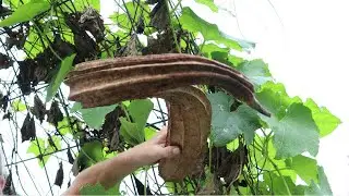 🌳 End of August Garden Cleanout 🌴 - ASMR