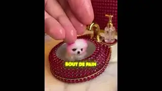 THIS DOG IS TINY! 😱🥺