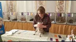 выставка кошек