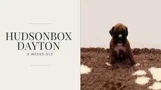 Hudsonbox Dayton @ 3 weeks old