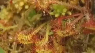 САМЫЕ НЕОБЫЧНЫЕ РАСТЕНИЯ