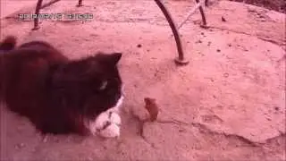 Поцелуй кота и мышки / Kiss the cat and mouse