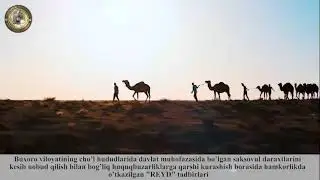 buxoroda saksavul ogrilari ushlanib qonuni choralar korildi