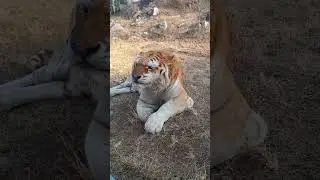 sneezing tiger