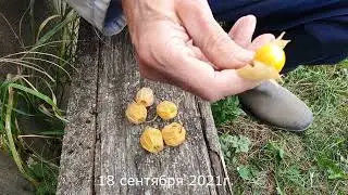 Физалис ягодный