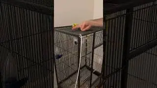 Вечерние игры 😆Как укладываем Лимончика спать 😉