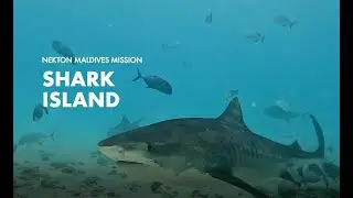 Shark Island