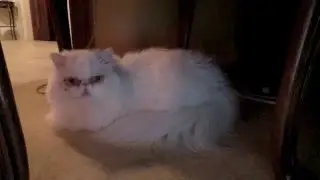 my pets