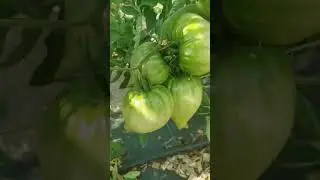 томат АБАКАНСКИЙ. Невероятная красота!!!