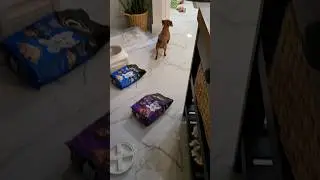 #dog #doglover #pets #petfood #bestfriend