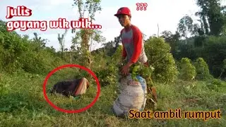 JULIS JOGET WIK WIK.. SAAT AMBILRUMPUT DI KEBUN DEKAT SAWAH | LIHAT AKSINYA!!!