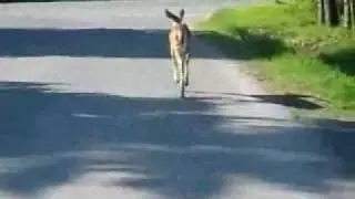 сумасшедший прыжок оленя