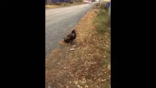 Орел на дороге