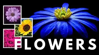 50+ Flowers Name | Flowers Name in English | Flower Name for Kids |Name of Flower |Flower Vocabulary