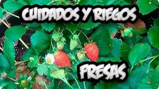Strawberry Growing: Care and How to Water Strawberries || Toni's Little Garden