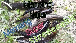 Mancing Najur Streknya Bener Bener joss Gandos Rek