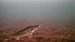 Ice Fishing Clear Water Walleyes with UNDERWATER CAMERA (Aqua Vu HD7i)