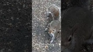 Friendly Squirrel in Hyde Park, London 🐿️ #squirrel