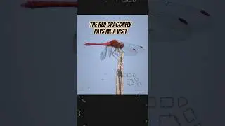 The DRAGONFLY