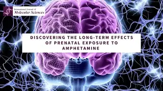 Long-term effects of prenatal exposure to amphetamine