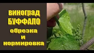 Виноград Буффало -27-30°С. Какую обрезку любит виноград Буффало!