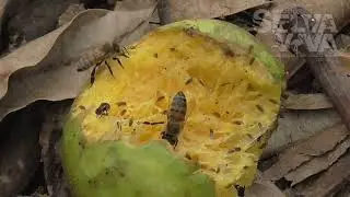Abelhas melíferas africanizadas, saiba o que fazer em caso de ferroadas.