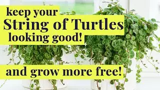 How to care for a String of Turtles (Peperomia Prostrata)