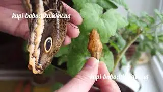 бабочка и куколка Калиго Атрей (Caligo Atreus)
