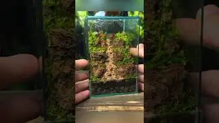 Creating a Moss Mountain Terrarium!⛰️🌱