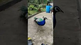 Beautiful Peacock in the garden #peacock #india #viral
