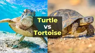 Turtle Vs Tortoise in Hindi | Turtle Vs Tortoise Difference | Difference Between Turtle and Tortoise