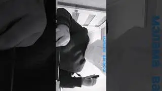 #пингвины
