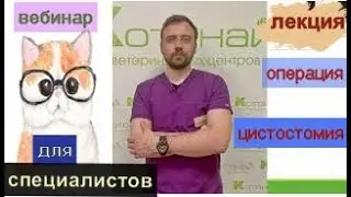 лекция- операция цистостомия,  ветеринарная клиника