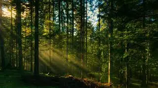 Звуки природы, шум леса, пение птиц   sounds of nature, birdsong, forest noise